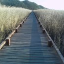 순천만 갈대밭 이미지