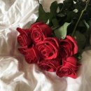 피드로즈 네이버블로그