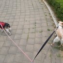 계룡목장 네이버블로그