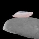 우리교정치과기공소 이미지