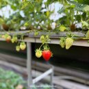 이원로 | 봄나들이 아이랑 가볼만한 곳 용인딸기체험농장 헤븐온어스 주말 후기