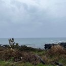 돌고래카 이미지