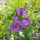 고랑포길 이미지