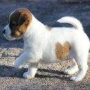 이쁜강아지 이미지