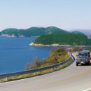 산양일주도로가로수 이미지