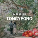 미륵산 자연학교 | 통영 동백꽃 여행 코스, 통영유람선터미널 - 장사도해상공원 까멜리아