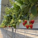 통화농장2 이미지