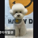 댕댕이이발관 이미지