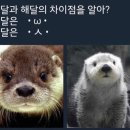 적재님 수달과 해달의 차이를 아세여?? 🦦🧡 이미지