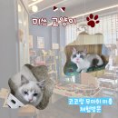 고양이 무마취미용 네발바닥 | 대전 고양이 무마취 미용하러 미쓰 고양이 왔어요.
