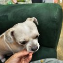 멍이의 품격 이미지