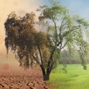 판도라의 숲 이미지