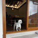 스테이 다옴 이미지