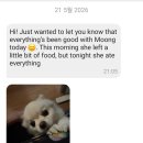 몽이 | [강아지와 미국] 와그(Wag!) 앱으로 몽이 보딩 후기