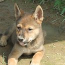 정돌이네 이미지