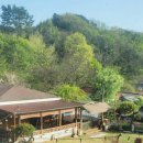 펫밀리레스토랑 | [남이섬 애견펜션 추천] 남이섬 즐기고 애견동반 가평 펫밀리애견펜션으로!