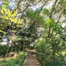 신흥동백나무군락 | 제주 동백꽃 명소 무료 관광지 토종 동백꽃을 볼 수 있는 신흥 동백나무 군락 동백마을정원