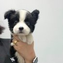 똑똑하개 이미지