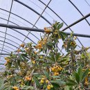 비파농장 이미지