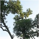 외연도3 이미지