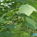 향이얼음
