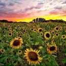 안산 화랑유원지 이미지