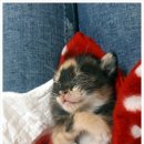 닥터팬더 동물병원 이미지