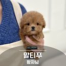 애기 강아지 반려견전문샵 이미지