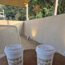 아이보리 타이거 | 공주 감성카페 추천 | 햇살 예쁜 아이보리타이거 후기🌿