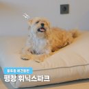 그린파크팬션 | 휘닉스파크 평창 애견동반 호텔 블루동 객실 후기