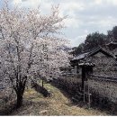 자양면-삼귀리-12