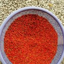 홀리호랑 이미지