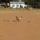 시골근육 이미지