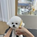 개 in 살롱 이미지