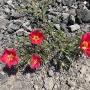 곤을동환해장성 이미지