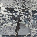 목련1공인중개사사무소 이미지