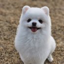 울타리2호점 이미지