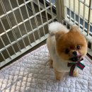 해운대 펫택시 이미지