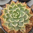 바람꽃건강 이미지