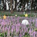 송림목장 | 서천 맥문동축제 주차장 장항 송림동화 가볼만한곳