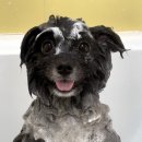 올치유치원 이미지