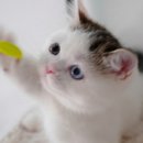 서울고양이분양 묘연 이미지