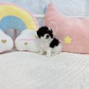 마벨켄넬 이미지