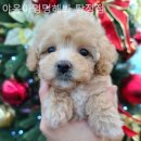 야옹아멍멍해봐탕정점