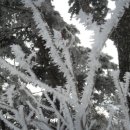 눈꽃이피다 이미지