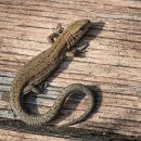 초록도마뱀 이미지