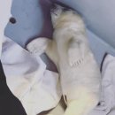 하얀강아지 이미지