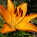 아마릴리스 이미지