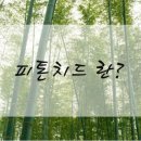 피톤치드 이미지