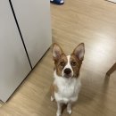 스타 반려견 교육센터 | 김해 애견훈련 교육센터 오픈 | 강압 없는 강아지 행동교정 꿈틀 반려견 교육센터 부산점